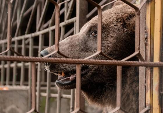 Bear Vova in former keeping conditions