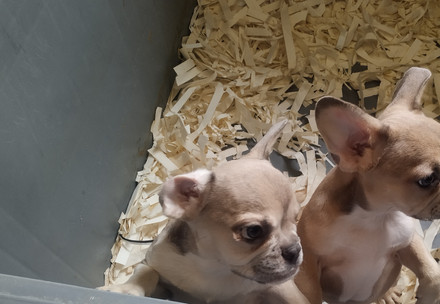 Puppies inside a box