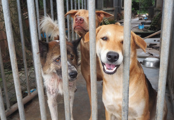 Stray dogs in an enclosure at a shelter