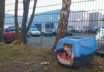 Cat in Crate