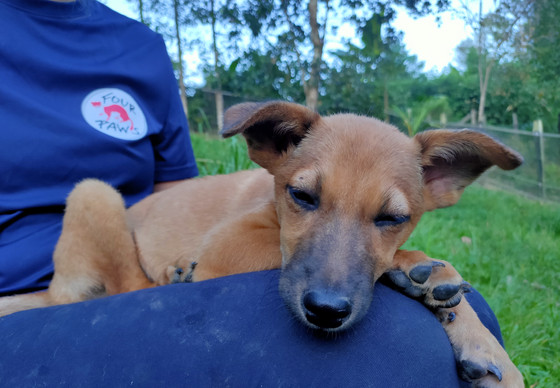 Dog on a lap