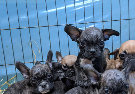 Pug puppies constricted in a small cage