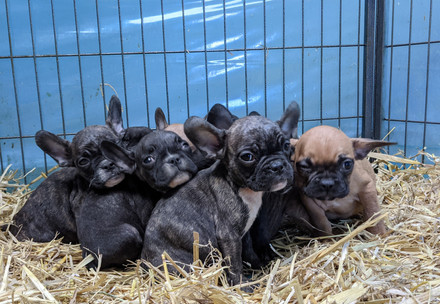 Dog mother with puppies