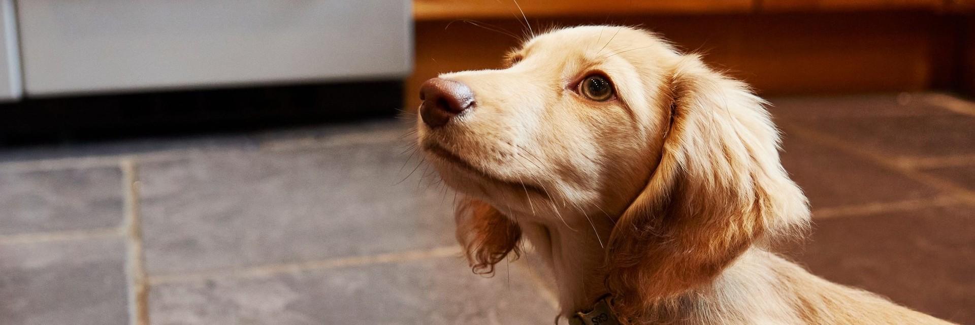 Puppy 