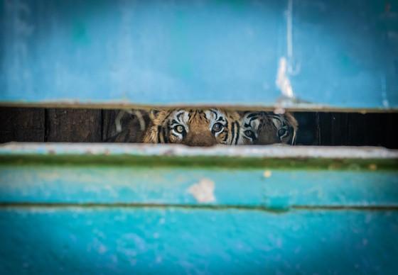 Train tigers
