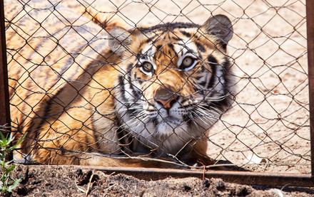 A tiger kept in a small cage