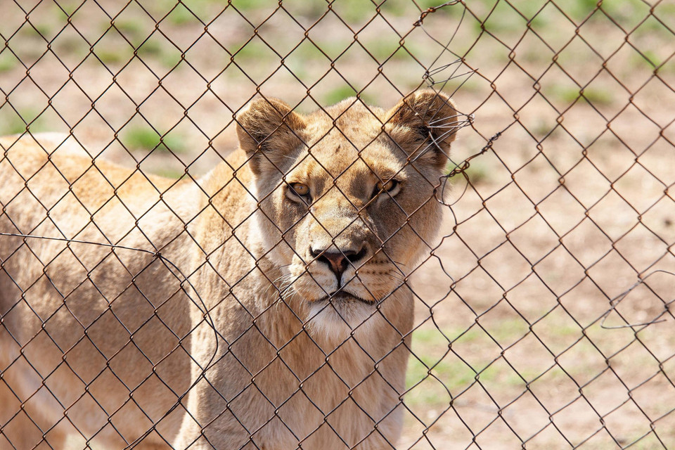 Lioness in a small enclosure