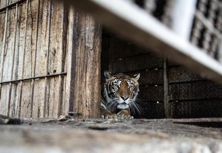 #TrainTigers
