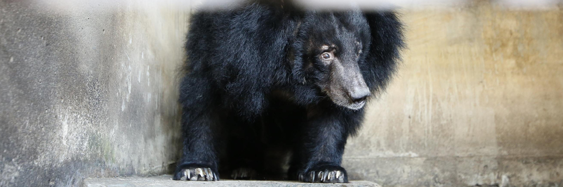 Bear