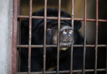 Bear Thi