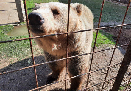 Bear Iva in North Macedonia