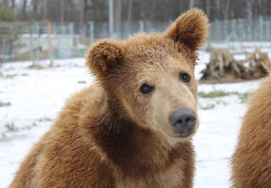 Bear Moris