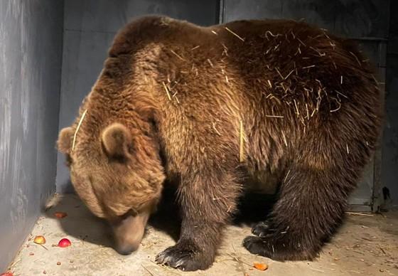 Rescue of 2 bears