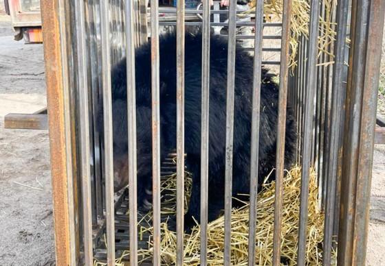 Bear rescue