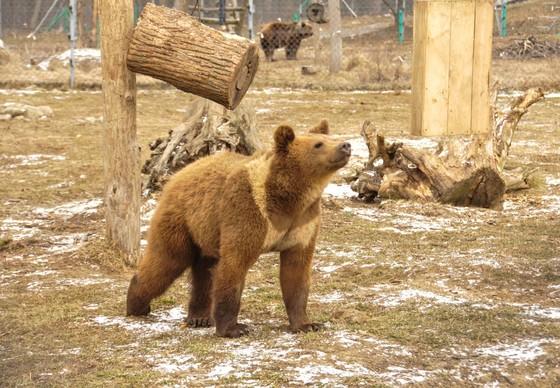 BEAR SANCTUARY Domazhyr