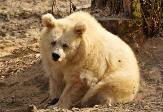 Bear Chada