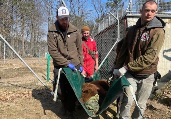 Transfer of 3 bears from Ukraine to Germany