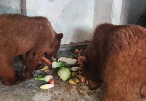 Popeye and Asuka are settling in well in quarantine