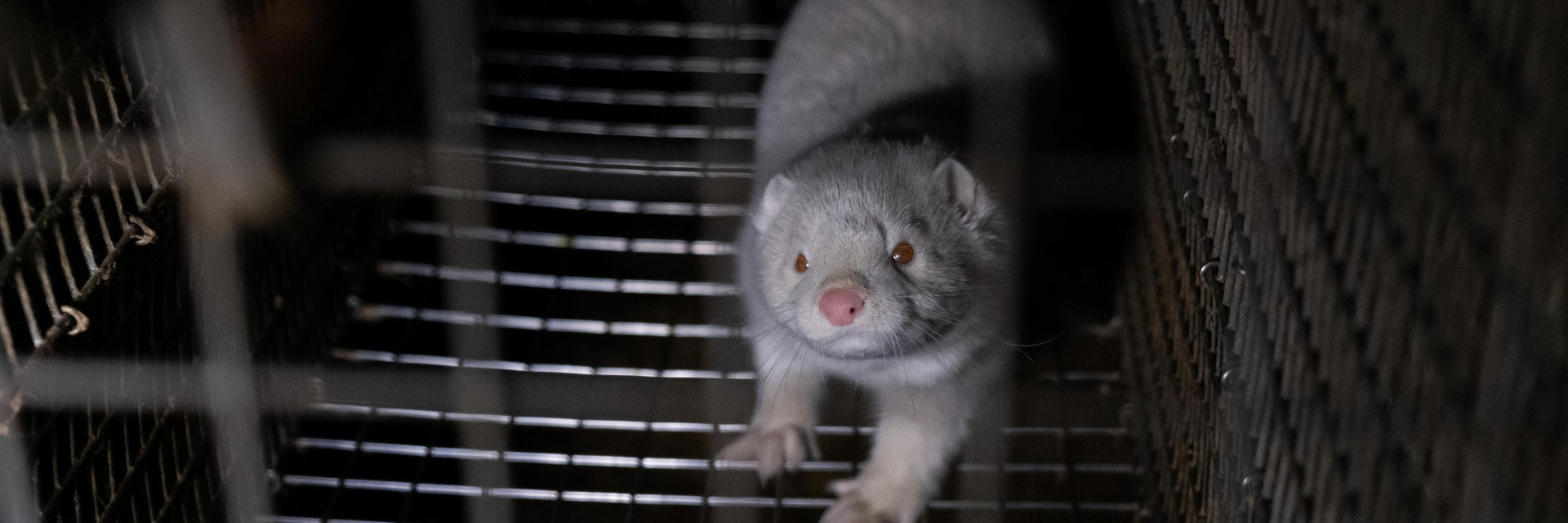 Mink in a cage at a fur farm Mink in a cage at a fur farm