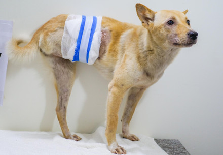 Rescue Dog Honey