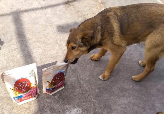 Dog in Ukraine