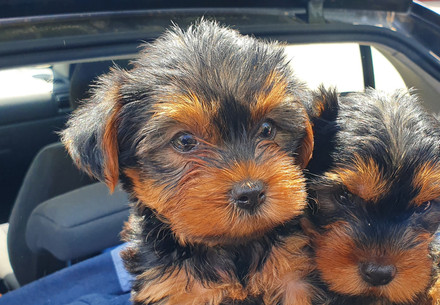 Puppies inside the back of a car