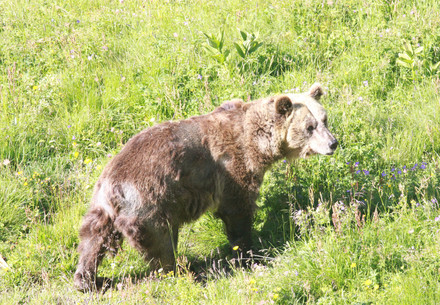 Bear Sam