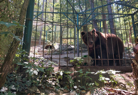 Bear Tim in his enclosure in a private zoo in Slovenia