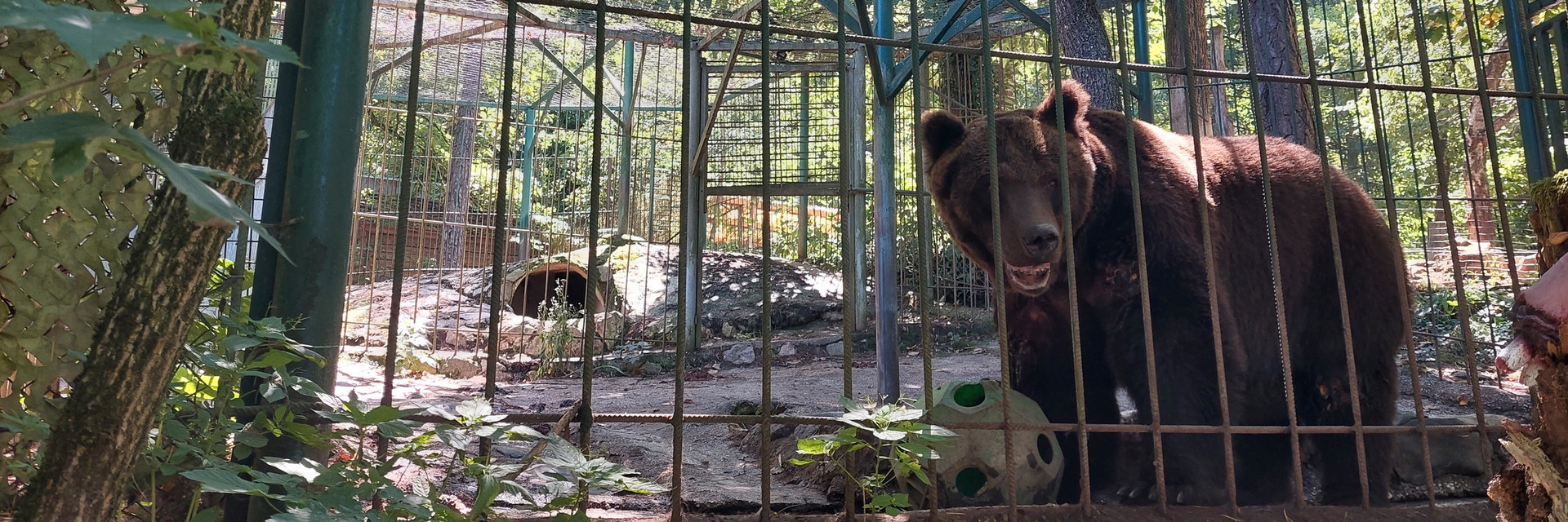 Brown bear Tim in his small enclosure at a restaurant in Slovenia