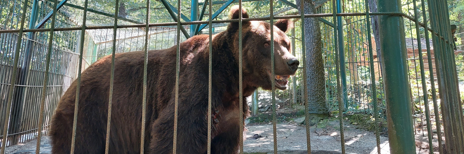 Bear Tim in his enclosure in a private zoo in Slovenia