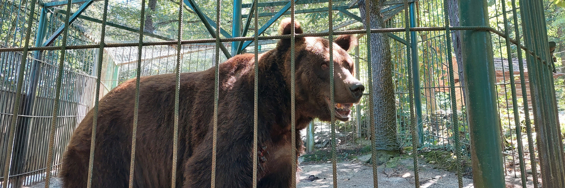 Bear Tim in Slovenia