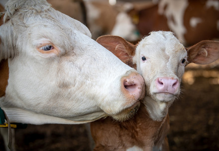 Calf with dairy cow