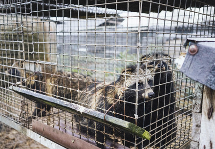 Open Letter: NGOs Stress the need for the treaty to focus on preventing future pandemics Raccoon dogs at a fur farm in Poland