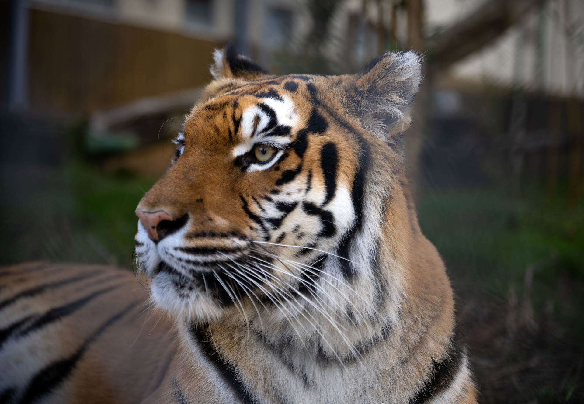 Tigress Cara at TIERART Wild Animal Sanctuary