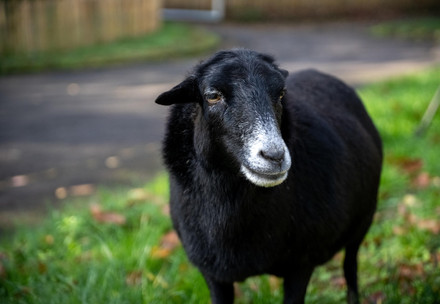Sheep Lulu at TIERART