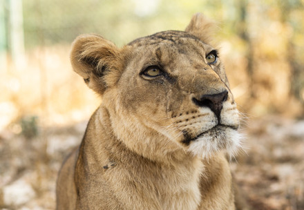 Symbolic image: Rescue Lioness Kandaka