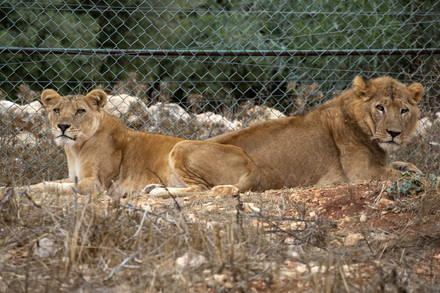 Lions Kandaka and Mansour