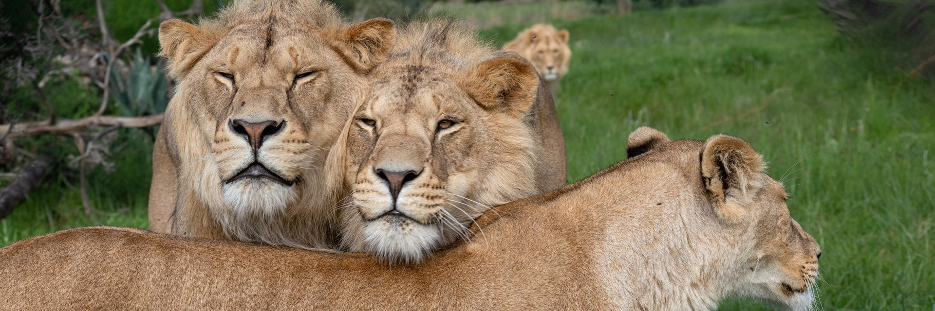Group of lions