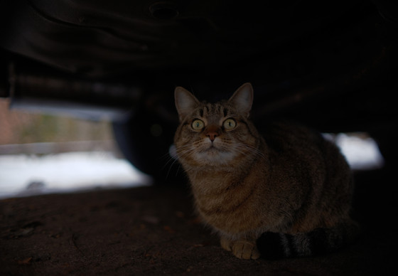 Cat Kisa in Ukraine
