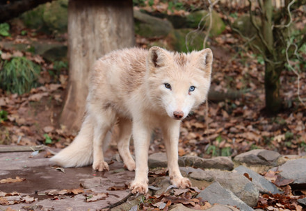 Arctic fow Wukk sitting on a rock in the outdoor enclosure at TIERART