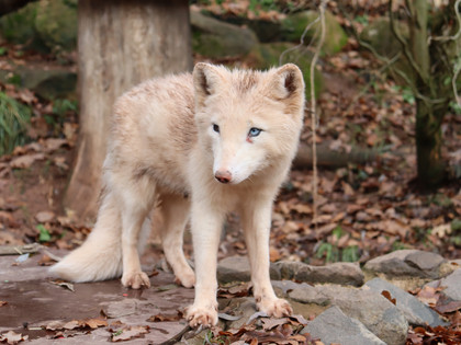 Arctic fox at TIERART