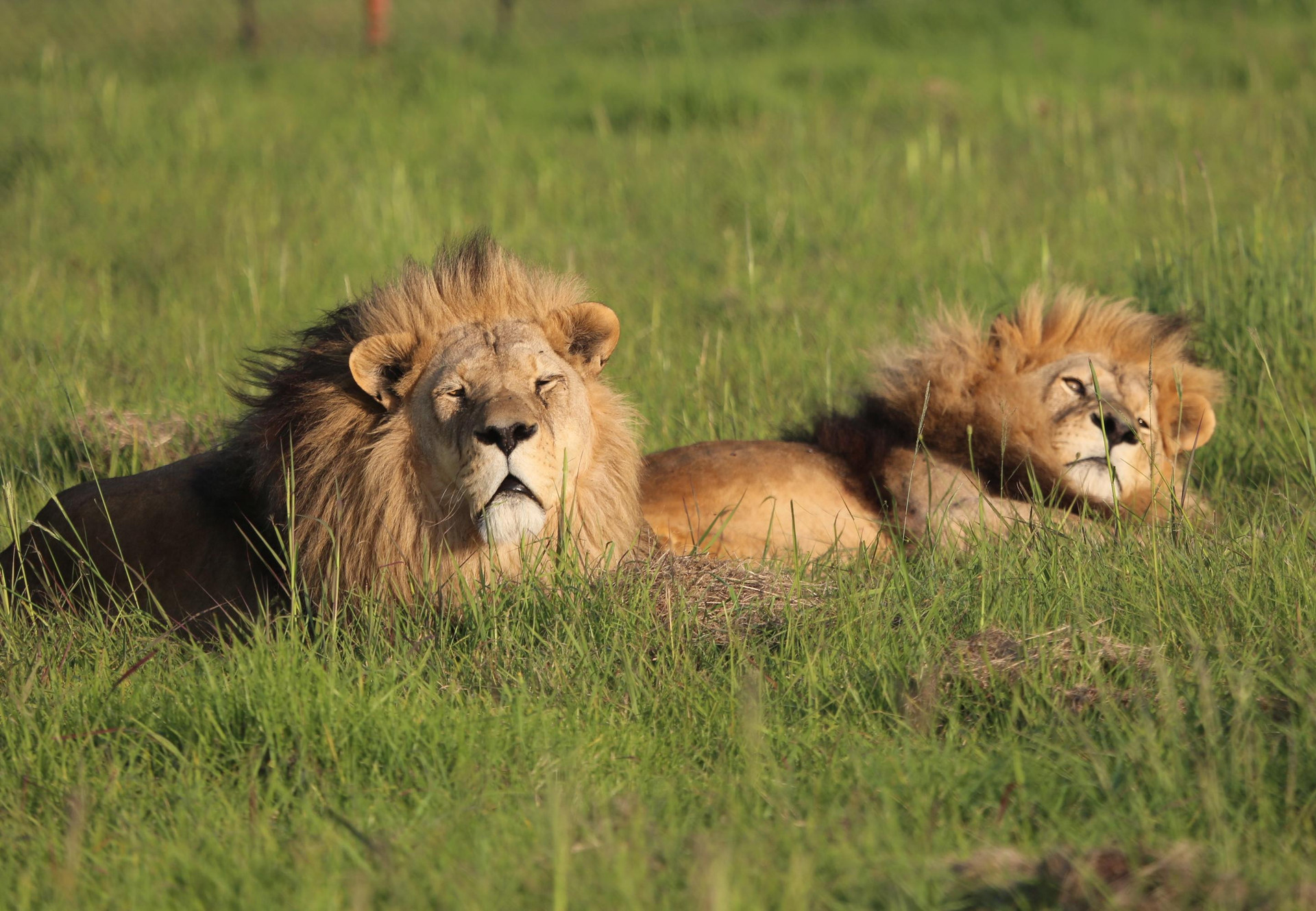Lions at LIONSROCK