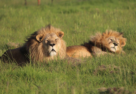 Lions Ivan and Cornel