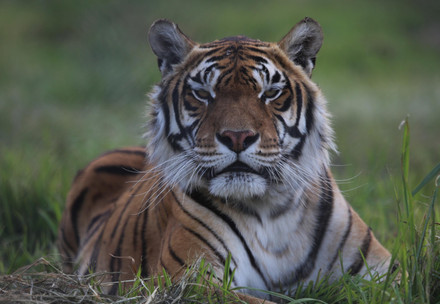 Former ‘Train Tigers’ settled in one year after their intercontinental journey from Argentina to South Africa