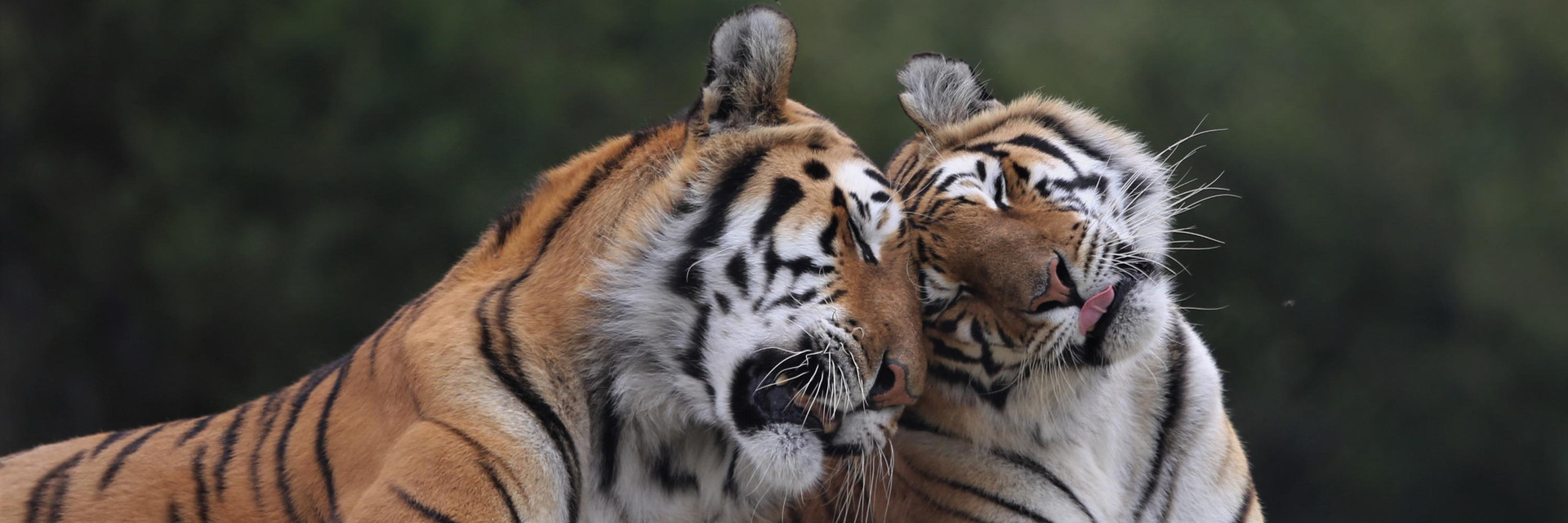 Tigers Jasper and Jade