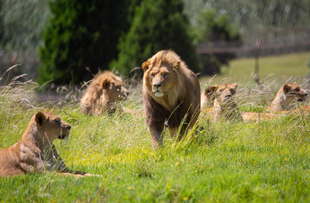 Lions at LIONSROCK