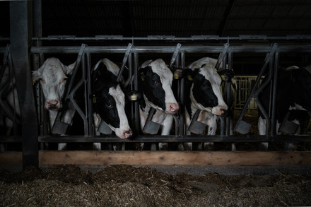 Dairy cattle