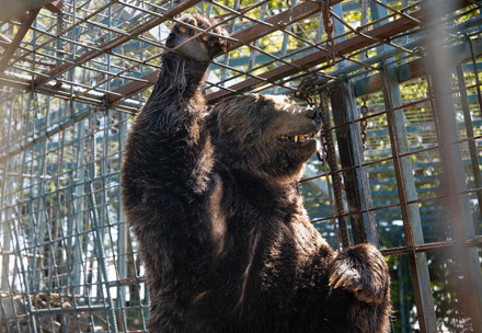 Bear Mitko in his tiny cage in Slovenia