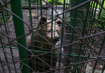 Brown bear behind bars in captivity