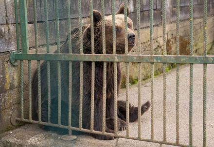  Investigation into the keeping of bears Felix and Mascha